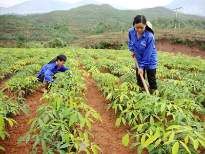 Công nhân Công ty Cổ phần Cao su Lai Châu chăm sóc vườn ươm cây giống tại bản Pá Khôm, xã Nậm Tăm (huyện Sìn Hồ).