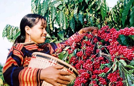 Thu hoạch cà phê ở Tây Nguyên