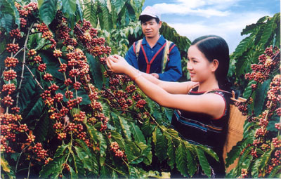 Việt Nam là cường quốc cung cấp cà phê nguyên liệu.