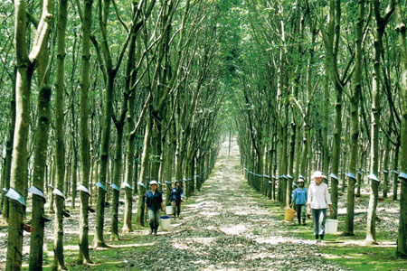 Năm 2012, tổng diện tích trồng cao su của Tập đoàn Công nghiệp Cao su Việt Nam là 353.359 ha