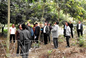 Học tập kinh nghiệm trồng và chăm sóc cao su tại Cty Lai Châu II