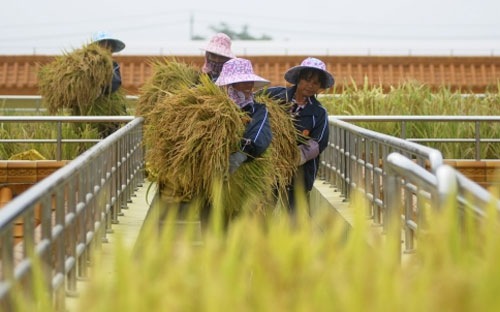 Việt Nam có thể chỉ xuất khẩu được dưới 7 triệu tấn gạo trong năm nay do những khó khăn về thị trường, không đạt mục tiêu đã được cắt giảm là 7,1-7,2 triệu tấn - Ảnh: Reuters