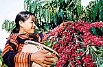 Kim ngạch xuất khẩu cà-phê đạt hơn 3 tỷ USD
