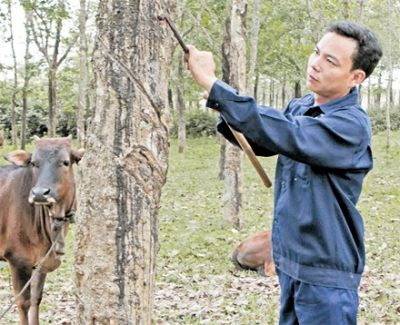 Nhiều hộ nông dân huyện Gio Linh (Quảng Trị) đã thoát nghèo và vươn lên làm giàu từ việc kết hợp nuôi bò với trồng cây cao su