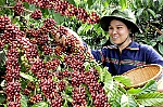 Cà phê Việt Nam: Giữ sức bền cho cuộc đua dài