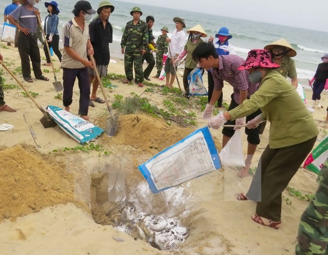Ngư dân Quảng Bình chôn lấp cá chết bị dạt vào bờ