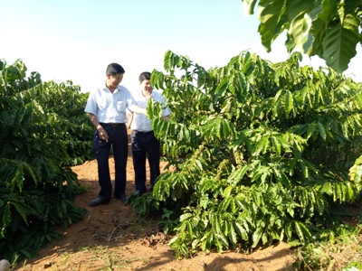 Ông Nguyễn Công Trị - Giám đốc Công ty  Cà phê 52 và cán bộ Agribank đang trao đổi tại vườn cà phê tái canh