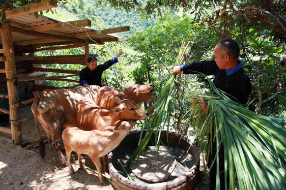 Gia đình ông Sùng A Khua (dân tộc Mông) ở xã Lao Chải, huyện Mù Cang Chải (Yên Bái) vay vốn chính sách để nuôi bò, trâu. 