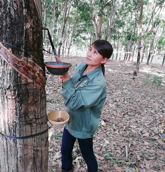 Kiều Thị Tuyết chăm sóc cây cao su.