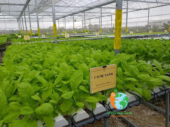 Nông trại Greenfarm trồng rau theo phương pháp thủy canh đạt tiêu chuẩu Viet Gap.
